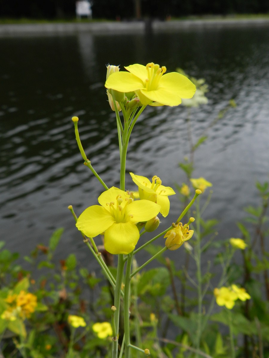 Diplotaxis Tenuifolia Perennial Wall rocket